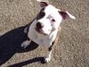 Amerikansk staffordshire terrier ~'Chelsea'~