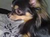 Chihuahua Tiko