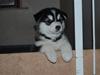 Alaskan malamute alaskans-miqila Xena