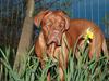 Dogue de bordeaux Ozzy