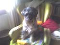 Mellemschnauzer Sissi
