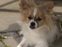 Papillon simba