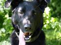 Blanding af racer Keiko R.I.P
