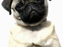 Mops Blå MandagJust Joy Jewel