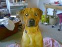 Rhodesian ridgeback Joker <3