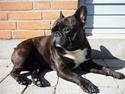 Fransk bulldog Bob <3