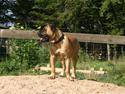 Boerboel RATHMANNS HARRY