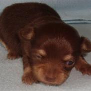 Chihuahua Boni Aka. Putte 