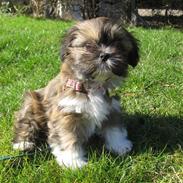Lhasa apso Alma