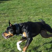 Blanding af racer Ruby