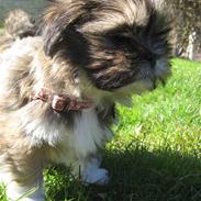 Lhasa apso Alma
