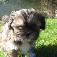 Lhasa apso Alma