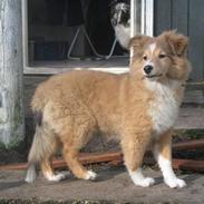 Shetland sheepdog Mifans Dede the best