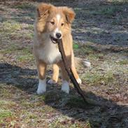 Shetland sheepdog Mifans Dede the best