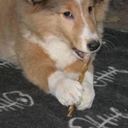 Shetland sheepdog Mifans Dede the best