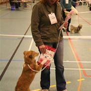 Shetland sheepdog Mifans Dede the best