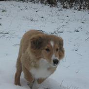 Shetland sheepdog Mifans Dede the best