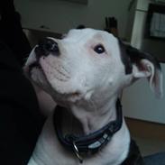 Amerikansk staffordshire terrier gizmo