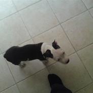 Amerikansk staffordshire terrier gizmo