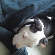 Amerikansk staffordshire terrier gizmo