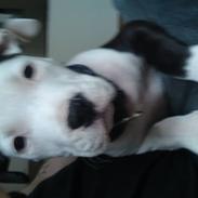 Amerikansk staffordshire terrier gizmo