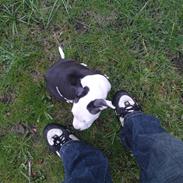 Amerikansk staffordshire terrier gizmo