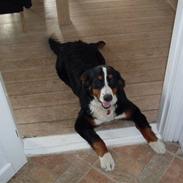 Berner sennenhund Nellie