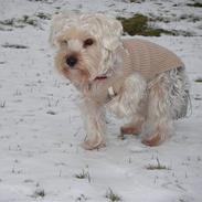 Yorkshire terrier *-Beatrice-*