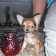 Chihuahua Chico