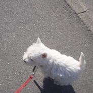 West highland white terrier Mille <3 *TI UGER IDAG!*