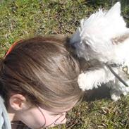 West highland white terrier Mille <3 *TI UGER IDAG!*