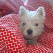 West highland white terrier Mille <3 *TI UGER IDAG!*