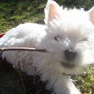 West highland white terrier Mille <3 *TI UGER IDAG!*