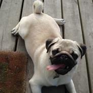 Mops oliver