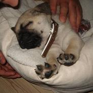 Mops oliver