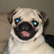 Mops oliver