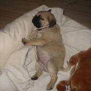 Mops oliver