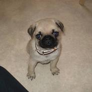 Mops oliver