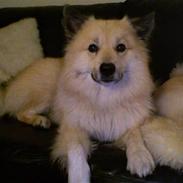 Islandsk fårehund Silver fra "Godrumgaard"