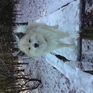 Islandsk fårehund Silver fra "Godrumgaard"