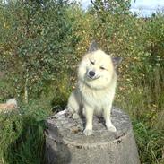 Islandsk fårehund Silver fra "Godrumgaard"