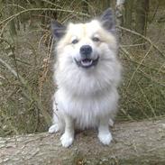 Islandsk fårehund Silver fra "Godrumgaard"