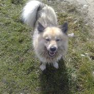 Islandsk fårehund Silver fra "Godrumgaard"