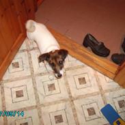 Jack russell terrier Sophie