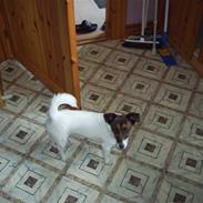 Jack russell terrier Sophie