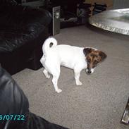 Jack russell terrier Sophie