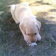 Labrador retriever Bamse