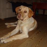 Labrador retriever Bamse