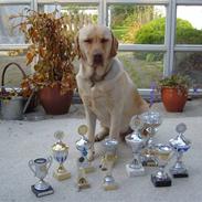 Labrador retriever Bamse