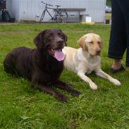 Labrador retriever Bamse